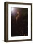 Seahorse, (Hippocampus), 20th century-CM Dixon-Framed Photographic Print