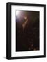 Seahorse, (Hippocampus), 20th century-CM Dixon-Framed Photographic Print