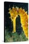 Seahorse "Longsnout" Size 6 cm-null-Stretched Canvas