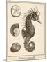 Seahorse Study I-Vision Studio-Mounted Art Print