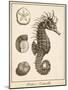 Seahorse Study I-Vision Studio-Mounted Art Print