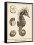Seahorse Study I-Vision Studio-Framed Stretched Canvas