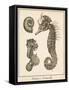 Seahorse Study II-Vision Studio-Framed Stretched Canvas