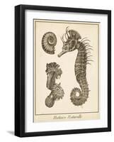 Seahorse Study II-Vision Studio-Framed Art Print