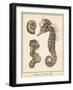 Seahorse Study II-Vision Studio-Framed Art Print