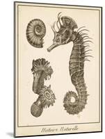 Seahorse Study II-Vision Studio-Mounted Art Print