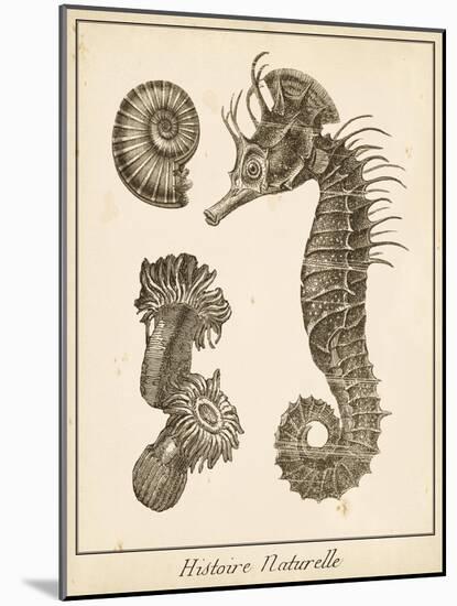 Seahorse Study II-Vision Studio-Mounted Art Print