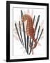 Seahorse Treasures II-Grace Popp-Framed Art Print