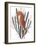 Seahorse Treasures II-Grace Popp-Framed Art Print