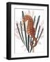 Seahorse Treasures II-Grace Popp-Framed Art Print