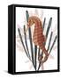 Seahorse Treasures II-Grace Popp-Framed Stretched Canvas