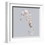 Seahorse-Justin Lloyd-Framed Art Print