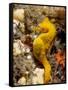 Seahorse-null-Framed Stretched Canvas