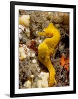 Seahorse-null-Framed Premium Photographic Print