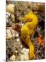 Seahorse-null-Mounted Premium Photographic Print