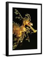 Seahorse-null-Framed Photographic Print