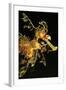 Seahorse-null-Framed Photographic Print