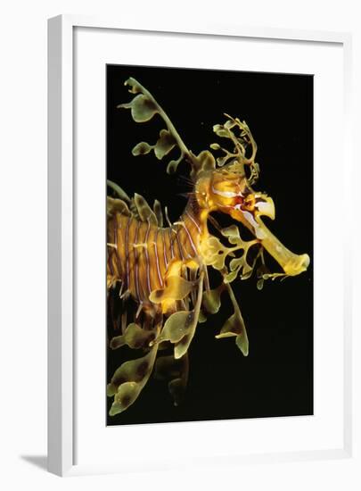 Seahorse-null-Framed Photographic Print