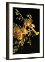 Seahorse-null-Framed Photographic Print