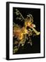 Seahorse-null-Framed Photographic Print