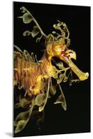 Seahorse-null-Mounted Photographic Print