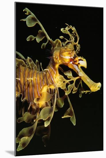 Seahorse-null-Mounted Photographic Print