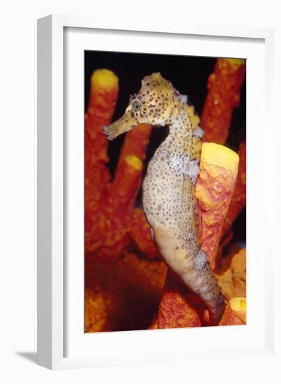 Seahorse-null-Framed Photographic Print