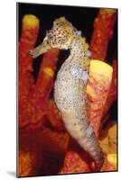 Seahorse-null-Mounted Photographic Print