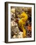 Seahorse-null-Framed Photographic Print