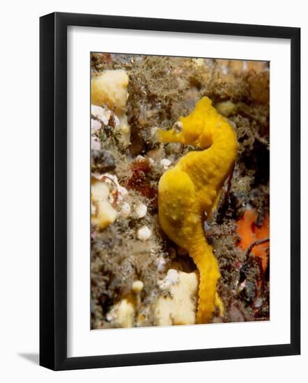 Seahorse-null-Framed Photographic Print
