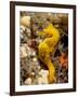 Seahorse-null-Framed Photographic Print