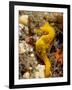 Seahorse-null-Framed Photographic Print