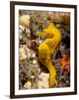 Seahorse-null-Framed Photographic Print