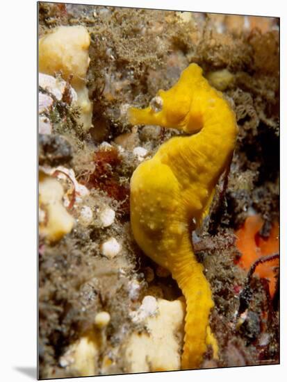 Seahorse-null-Mounted Photographic Print