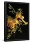 Essential Black