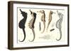 Seahorses-null-Framed Art Print