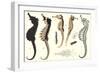 Seahorses-null-Framed Art Print