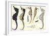 Seahorses-null-Framed Art Print