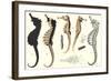 Seahorses-null-Framed Art Print