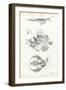 Seal, 1863-79-Raimundo Petraroja-Framed Giclee Print