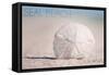 Seal Beach, California - Sand Dollar and Beach-Lantern Press-Framed Stretched Canvas