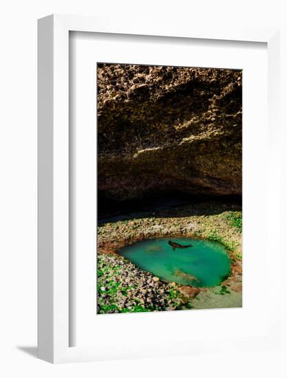 Seal Playing in Golden Bay, Tasman Region, South Island, New Zealand, Pacific-Laura Grier-Framed Photographic Print