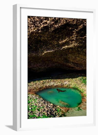 Seal Playing in Golden Bay, Tasman Region, South Island, New Zealand, Pacific-Laura Grier-Framed Photographic Print