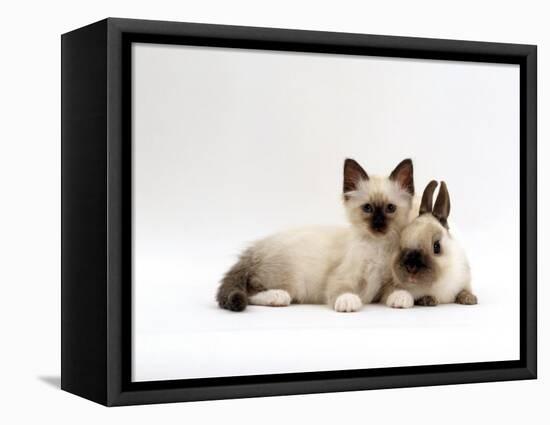 Seal-Point Birman Kitten with Baby Seal-Point Netherland Dwarf Rabbit, Colour Coordinated-Jane Burton-Framed Stretched Canvas