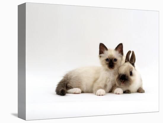 Seal-Point Birman Kitten with Baby Seal-Point Netherland Dwarf Rabbit, Colour Coordinated-Jane Burton-Stretched Canvas