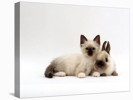 Seal-Point Birman Kitten with Baby Seal-Point Netherland Dwarf Rabbit, Colour Coordinated-Jane Burton-Stretched Canvas