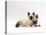 Seal-Point Birman Kitten with Baby Seal-Point Netherland Dwarf Rabbit, Colour Coordinated-Jane Burton-Stretched Canvas