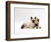 Seal-Point Birman Kitten with Baby Seal-Point Netherland Dwarf Rabbit, Colour Coordinated-Jane Burton-Framed Premium Photographic Print