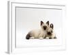 Seal-Point Birman Kitten with Baby Seal-Point Netherland Dwarf Rabbit, Colour Coordinated-Jane Burton-Framed Photographic Print