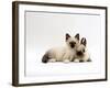 Seal-Point Birman Kitten with Baby Seal-Point Netherland Dwarf Rabbit, Colour Coordinated-Jane Burton-Framed Photographic Print